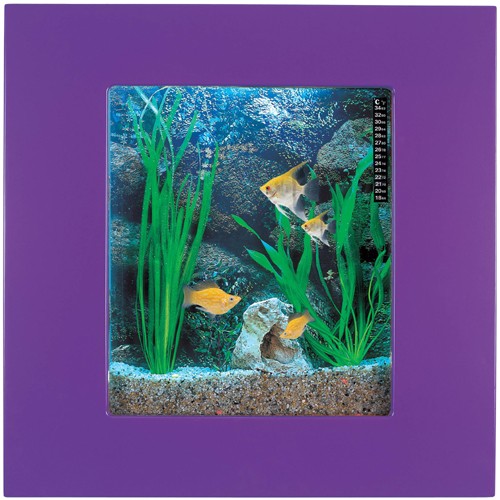 Larger image of Relaxsea Compact Wall Hung Aquarium With Purple Frame. 600x600x120mm.