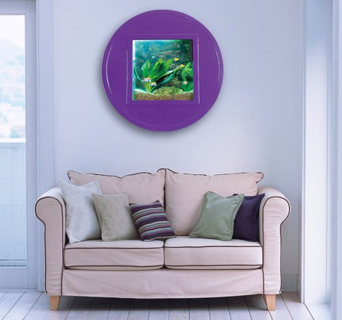 Example image of Relaxsea Halo Wall Hung Aquarium With Purple Frame. 800x800x160mm.